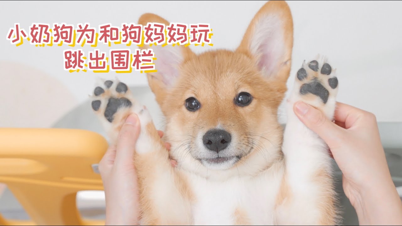小奶狗为了和狗妈妈玩，这么短的腿也能跳出围栏！