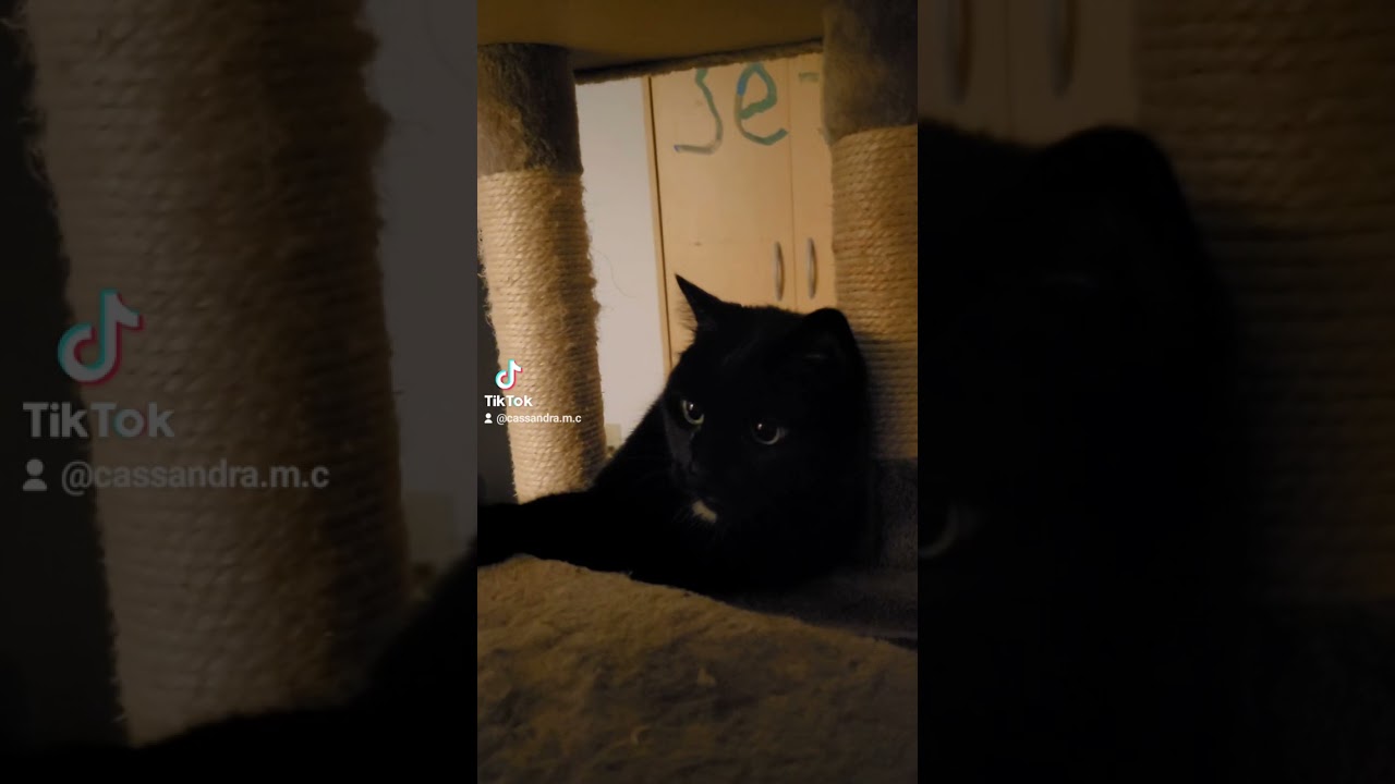 keep your cats safe this Halloween