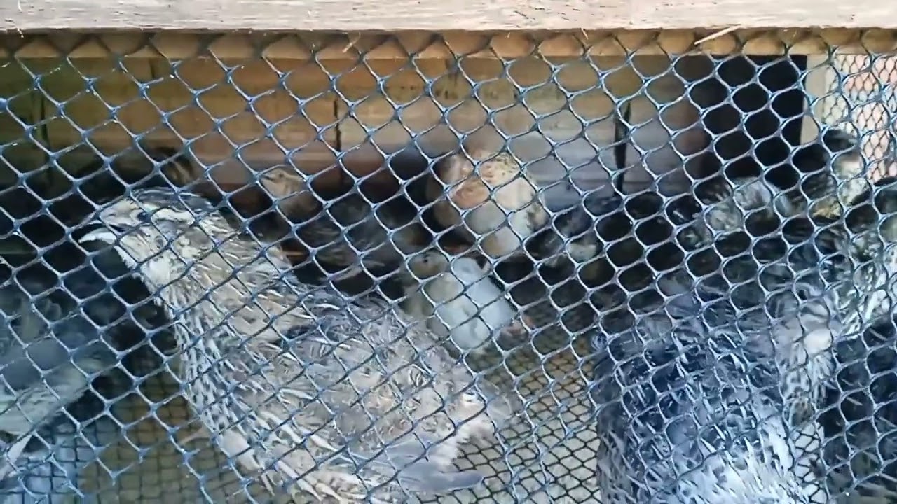 PEQUENO CRIATÓRIO, MAS DE ALTA QUALIDADE,SAUDE É COM ELAS MESMO!