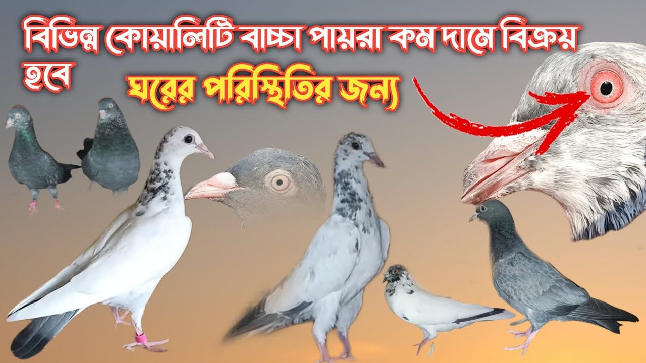 বিভিন্ন কোয়ালিটি বাচ্চা পায়রা কম দামে বিক্রয় হবে. Baby pigeon sale top quality‼️Location mograhat