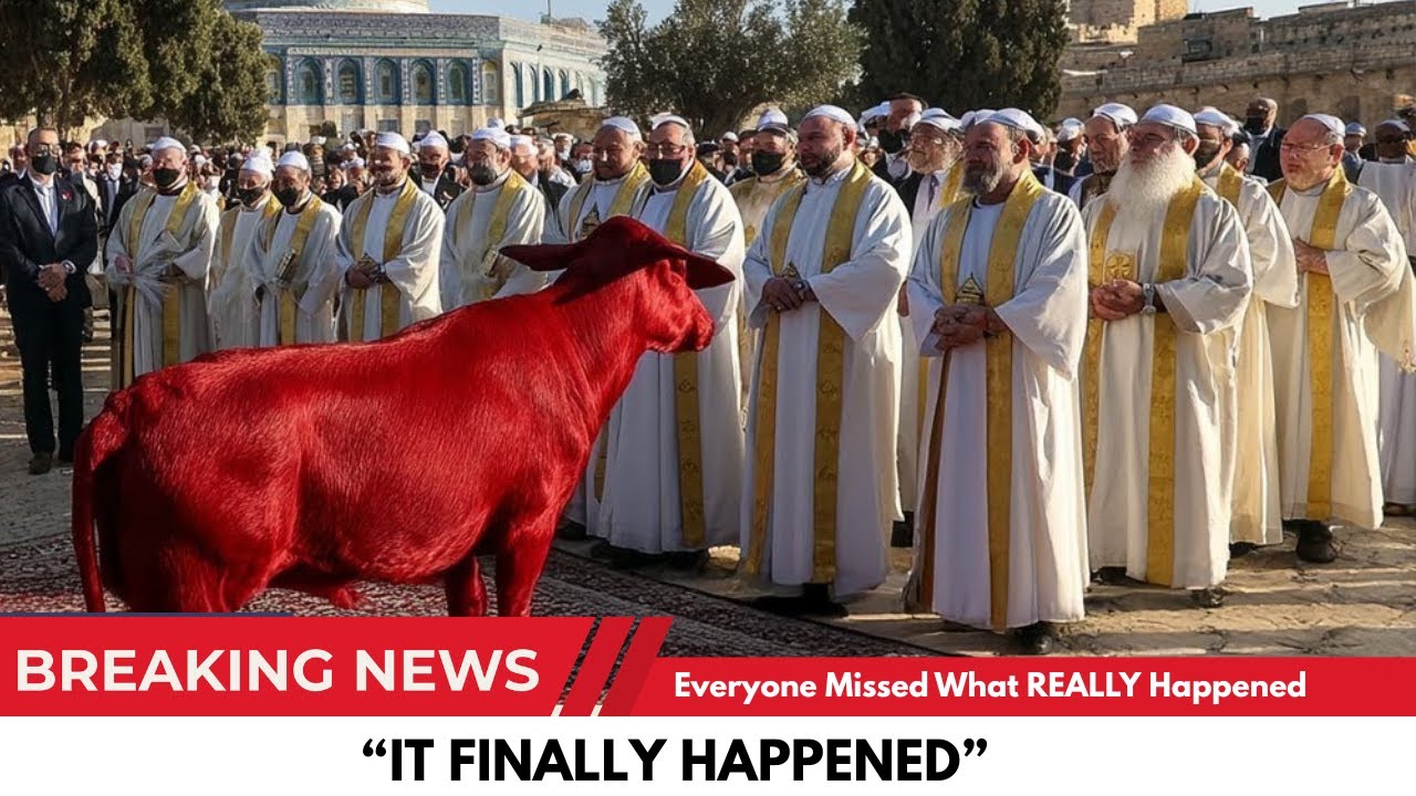 The Red Heifer Sacrifice FAILED — Here's What They're Hiding