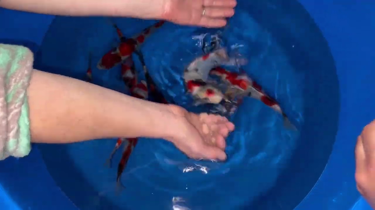 Adam Byer Koi Farm Vlog Ep. 1 | Sekiguchi Jumbo Tosai - End of Season Clearance