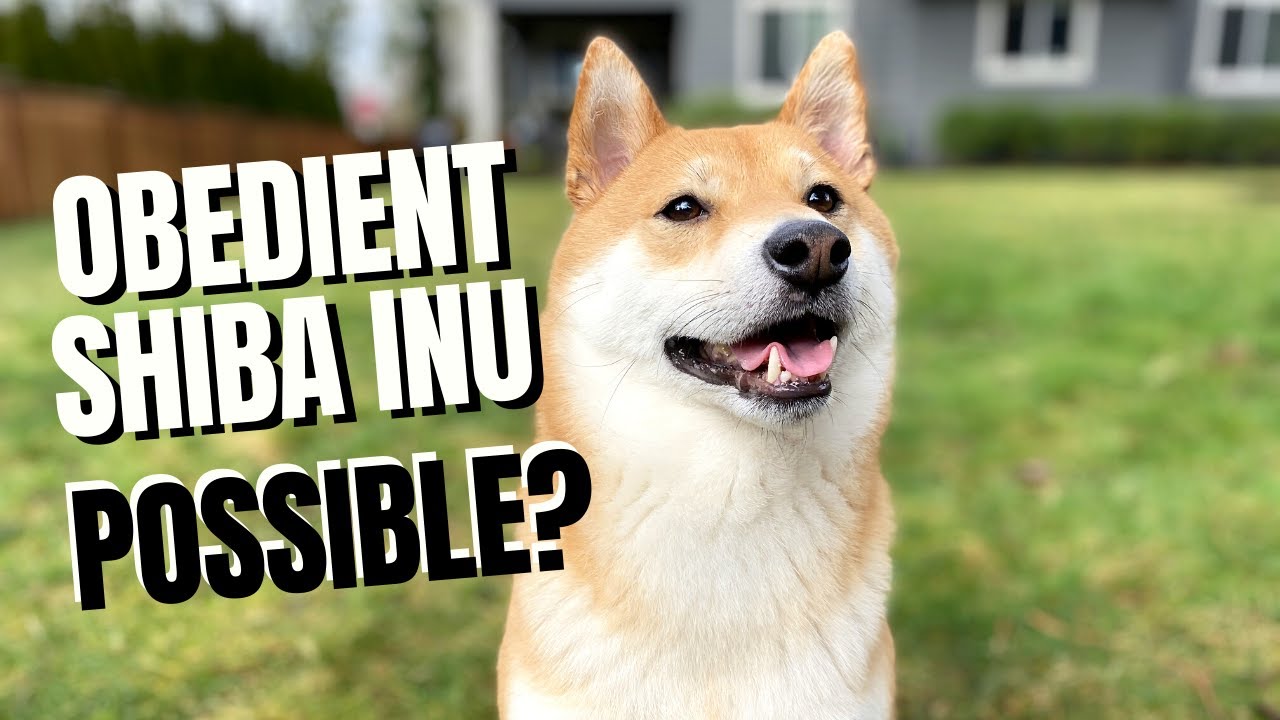 Follow These 3 Rules to Raise an Obedient Shiba Inu