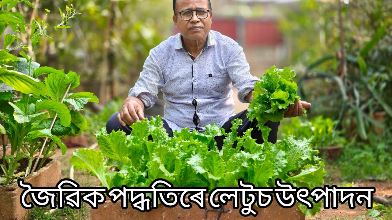 সহজ পদ্ধতিত লেটুচ উৎপাদন (easy method of cultivation of lettuce)