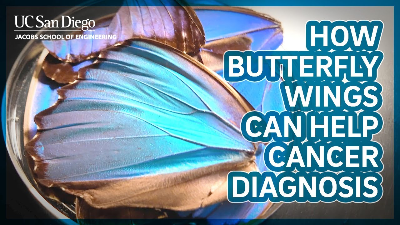 How butterfly wings could improve cancer diagnosis