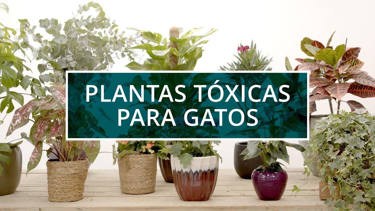 Plantas tóxicas para gatos