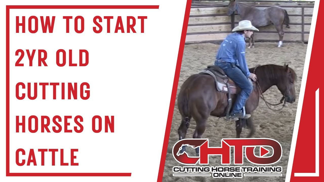 How To Start 2yr Old Cutting Horses On Cattle