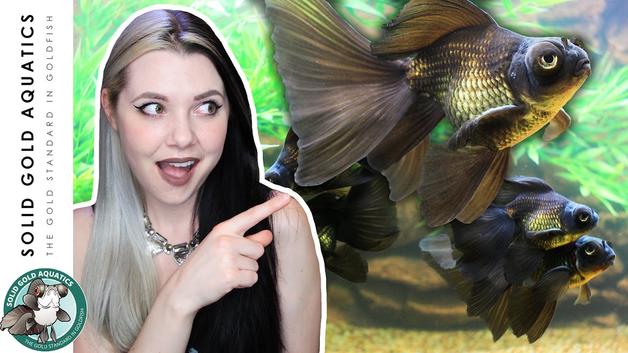 My Broadtail Moors // Goldfish UPDATE