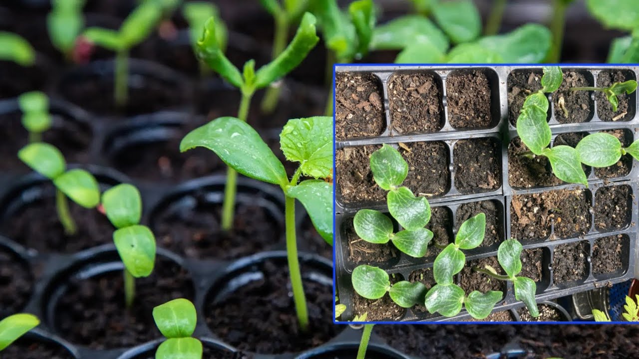 Pregătiri pentru Primăvară🌱