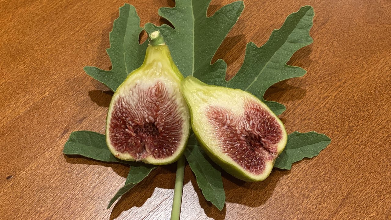 Leon's Montenegro Fig Tasting