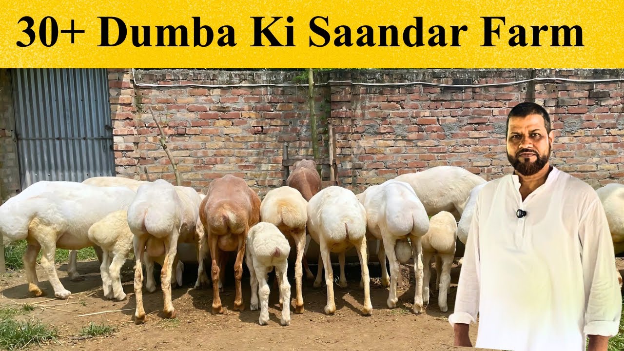 लाखो की कमाई देने बाली Dumba फार्म | Profitable Dumba Farm