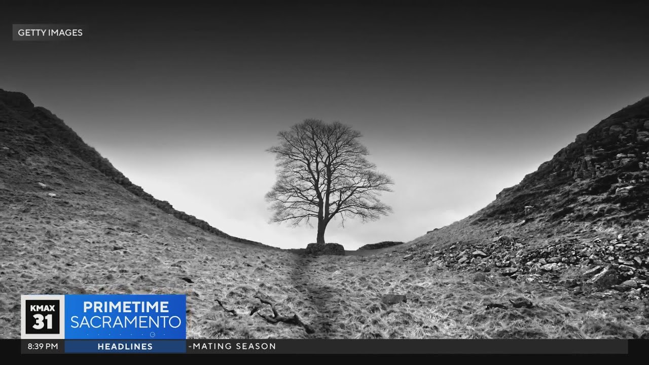 The Answer: Why was England's Sycamore Gap tree so famous?