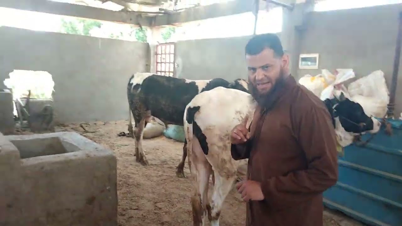 كيف تختار عجل الأضحية (المواصفات والعيوب).