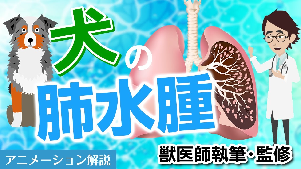 犬の肺水腫について【獣医師執筆監修】症状から治療方法