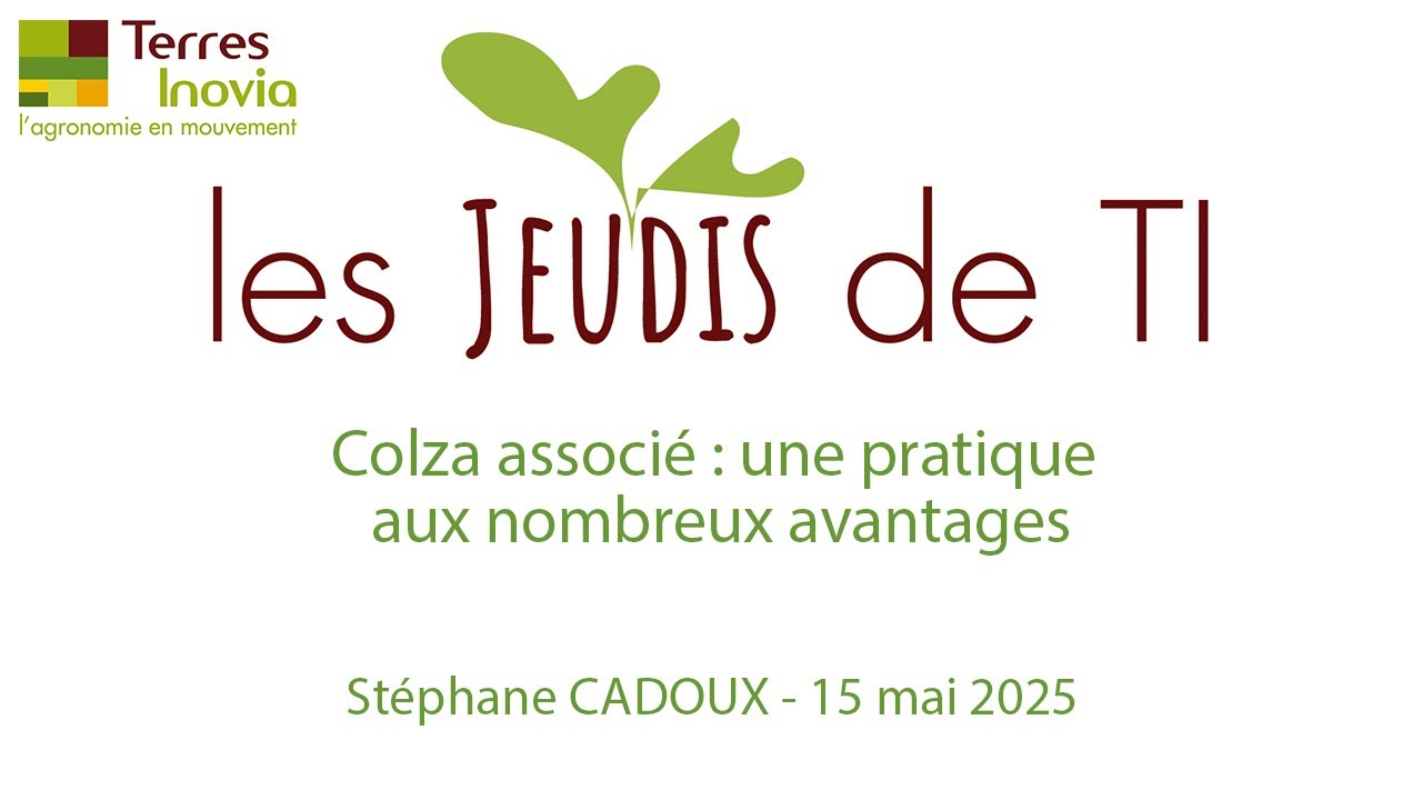 Colza associé : une pratique aux nombreux avantages