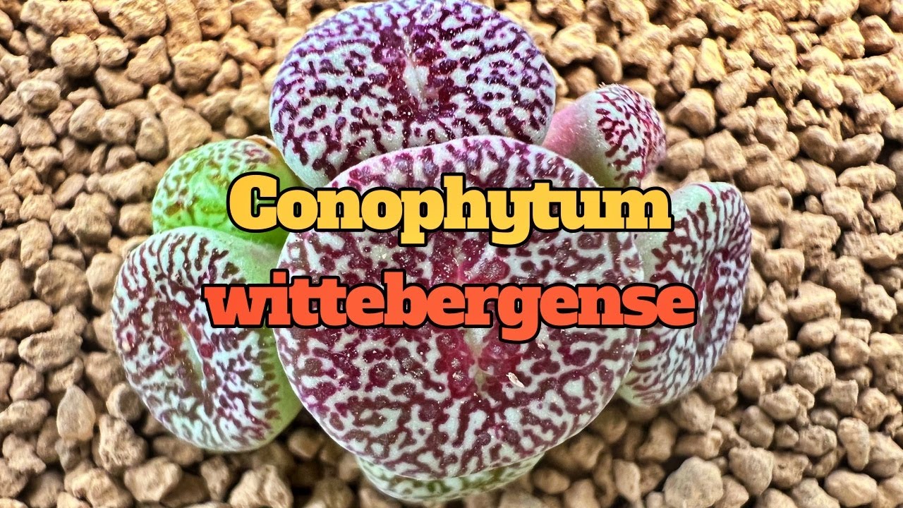 C.wittebergense l conophytum l 코노피튬 l 위트버젠스 l 요적태선 l succulent
