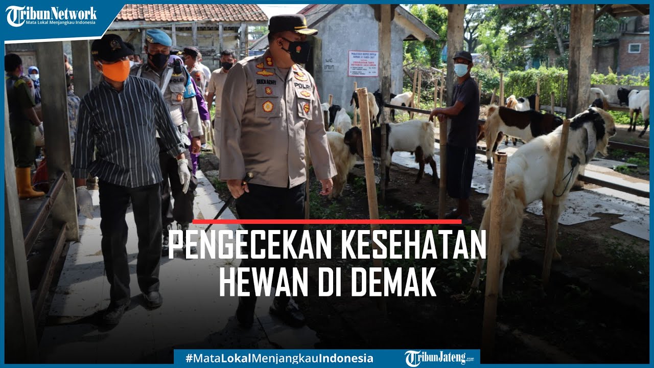 Rongga Mulut Puluhan Kambing di Demak Diperiksa Pastikan Bersih PMK