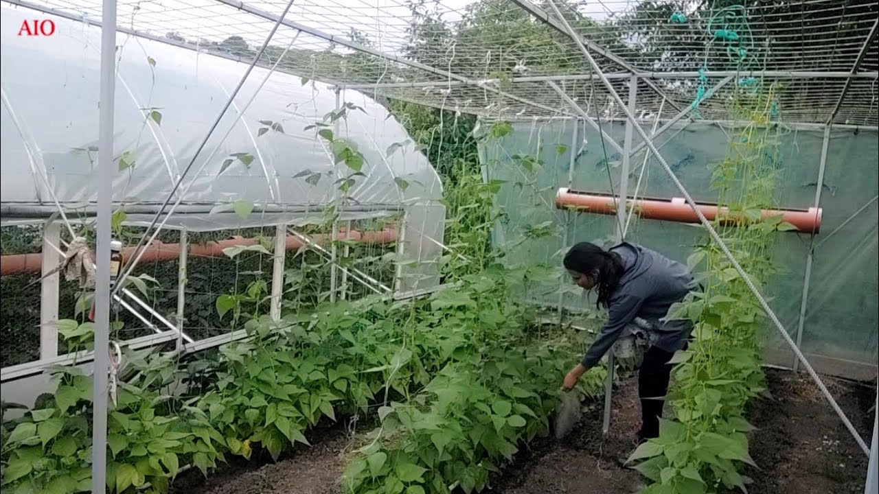 Îngrășământ natural pentru fasole