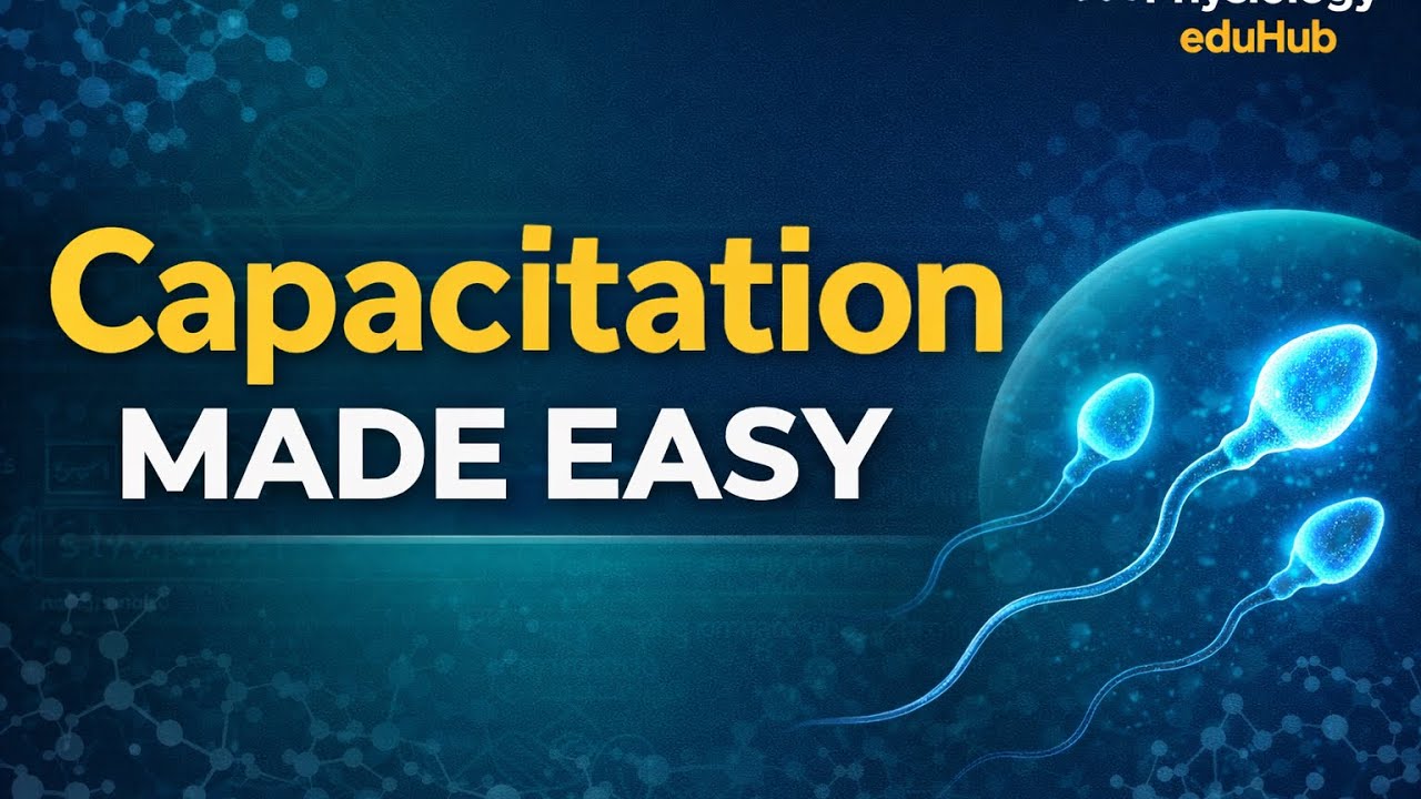 Capacitation of Sperm Made Easy Part I | Reproductive Physiology
