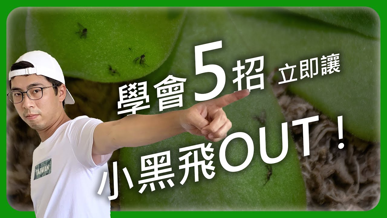 5招杜絕萬惡的小飛蚊 | #小黑飛 | #黑翅蕈蚋 | #尖眼蕈蠅 | 宅栽