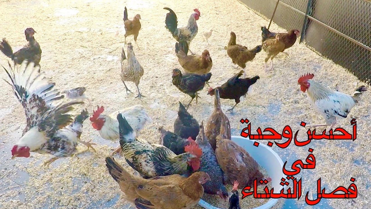 تربية الدجاج البلدي في السطح أحسن وجبة للدجاج بفصل الشتاء و بتكاليف بسيطة