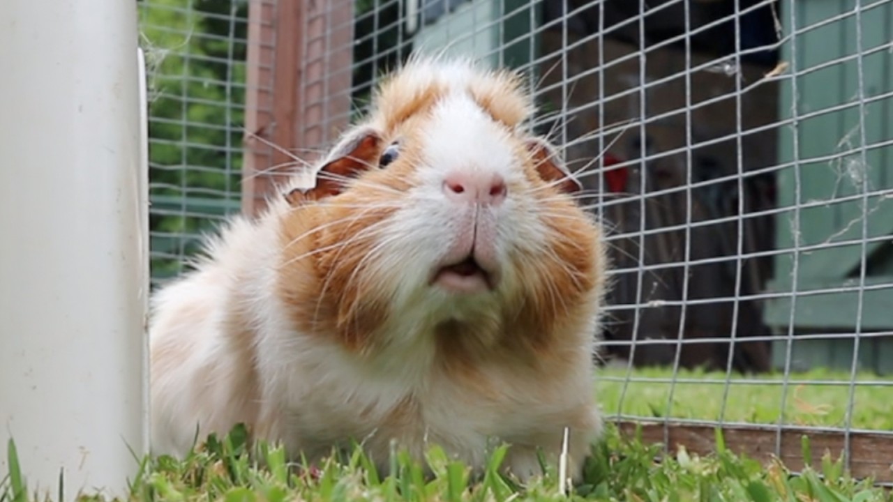 Guinea Pig Garden Playtime! 🌻☀️