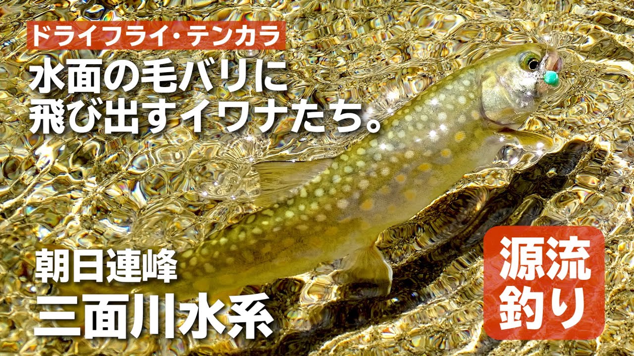 【朝日連峰／三面川水系】水面の毛バリに飛び出すイワナたち。～Beautiful mountain stream fishing in Japan!