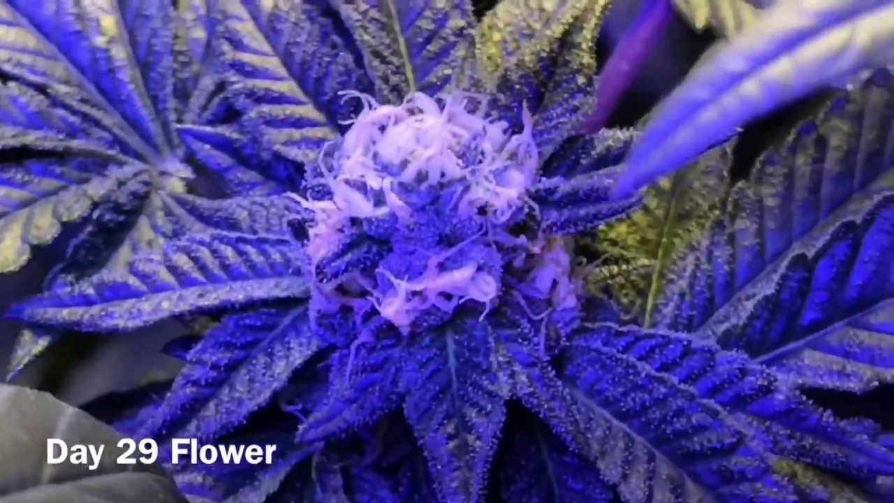 Day 27-29 of Cannabis Flower- Defoliation day