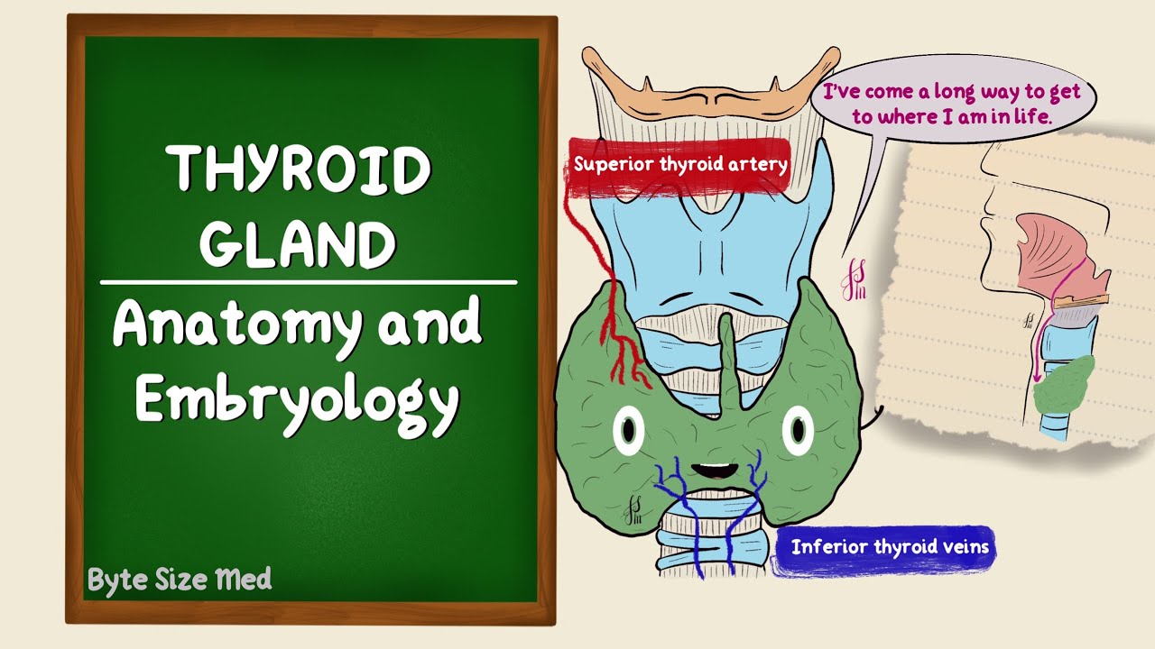 Thyroid Gland | Anatomy and Embryology | Lobes and Blood supply | Development of the Thyroid Gland