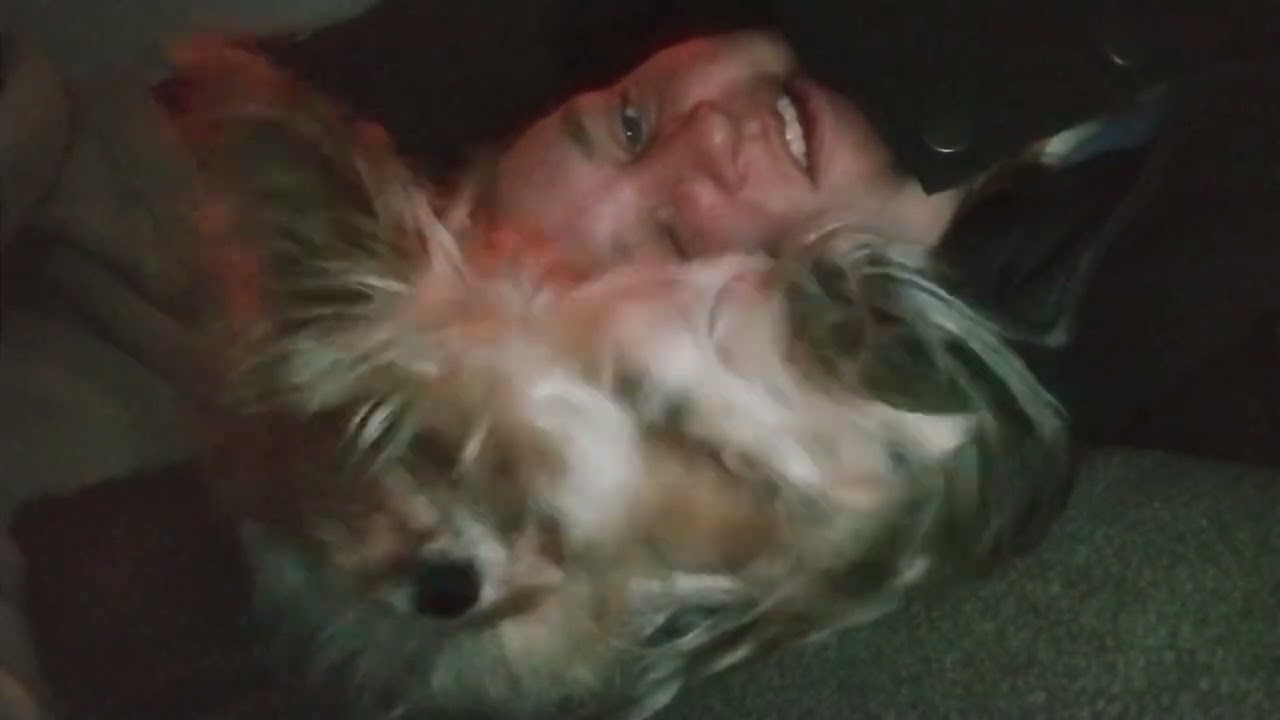 Gen 1:1 tea cup yorkie 6 years old