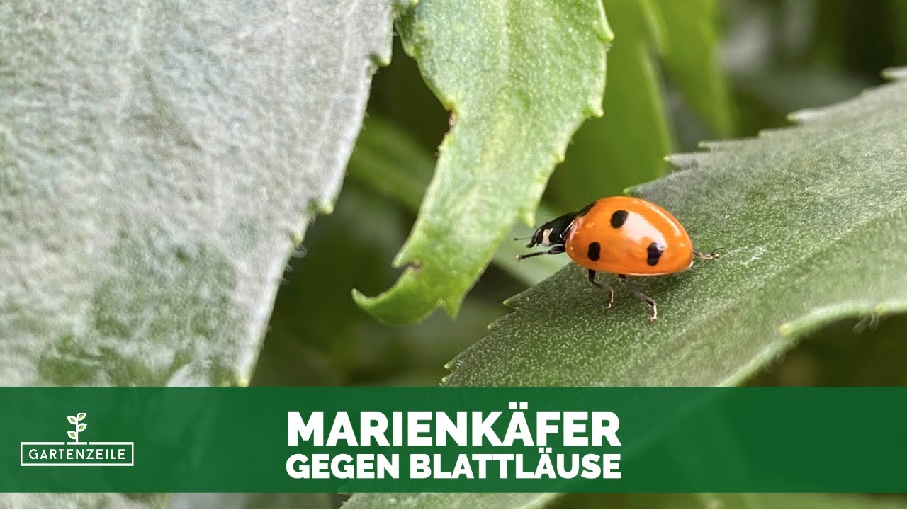 Marienkäfer gegen Blattläuse | Biologische Bekämpfung mit Marienkäferlarven - so gehts!