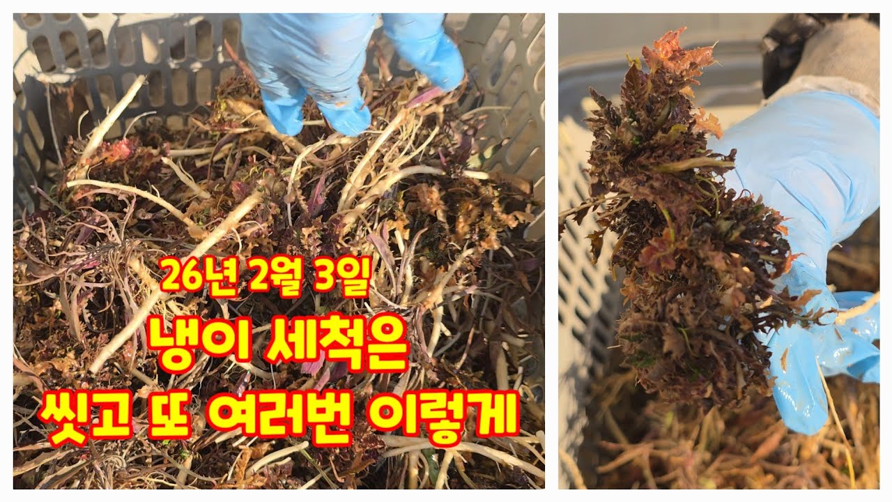 냉이와 가새씀바귀 이렇게 다듬고 세척해요. 봄나물 충북괴산 청정자연 자연팜앤쿡 