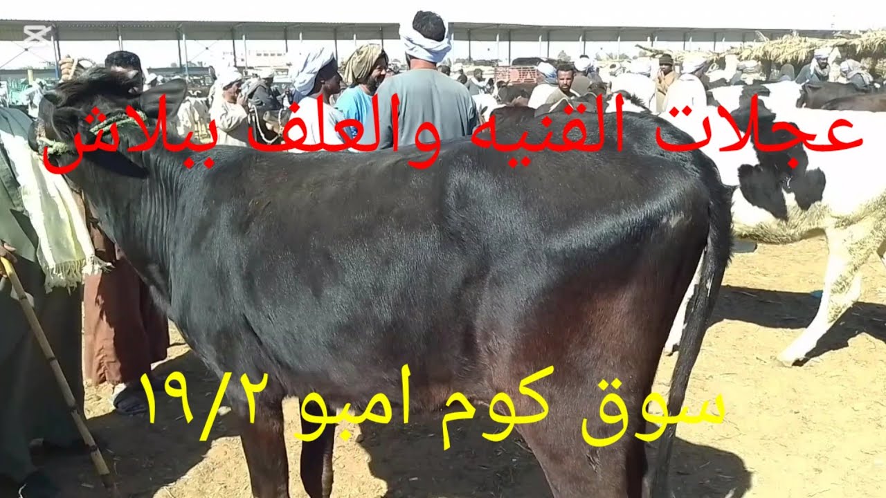 #انخفاض اسعارعجلات القنيه وعجلات العلف داخل سوق كوم امبو ٢٠ فبراير ٢٠٢٦