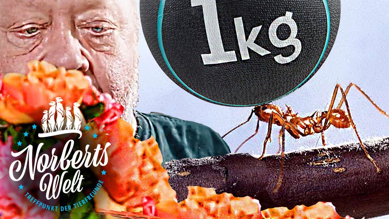 AMEISE TRÄGT 10-faches KÖRPERGEWICHT! 🐜 ULTRAINTERESSANT! | Blattschneiderameise NORBERTS WELT