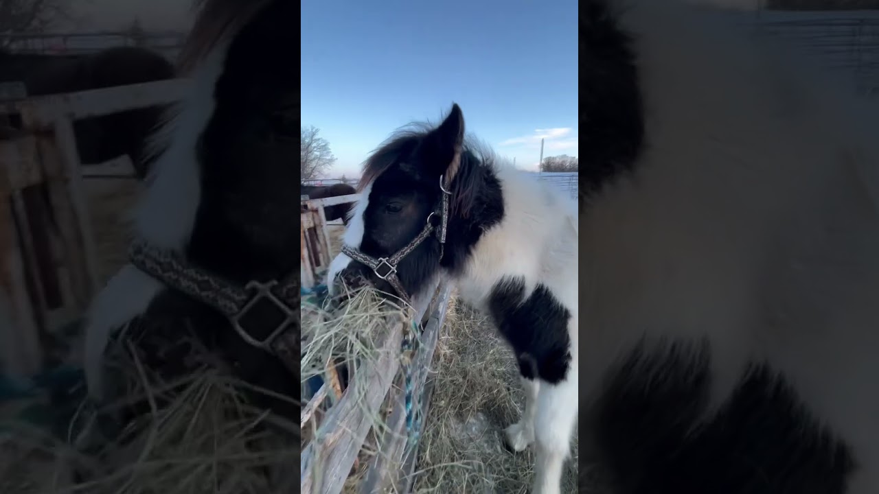 Indy- gypsy cross filly.