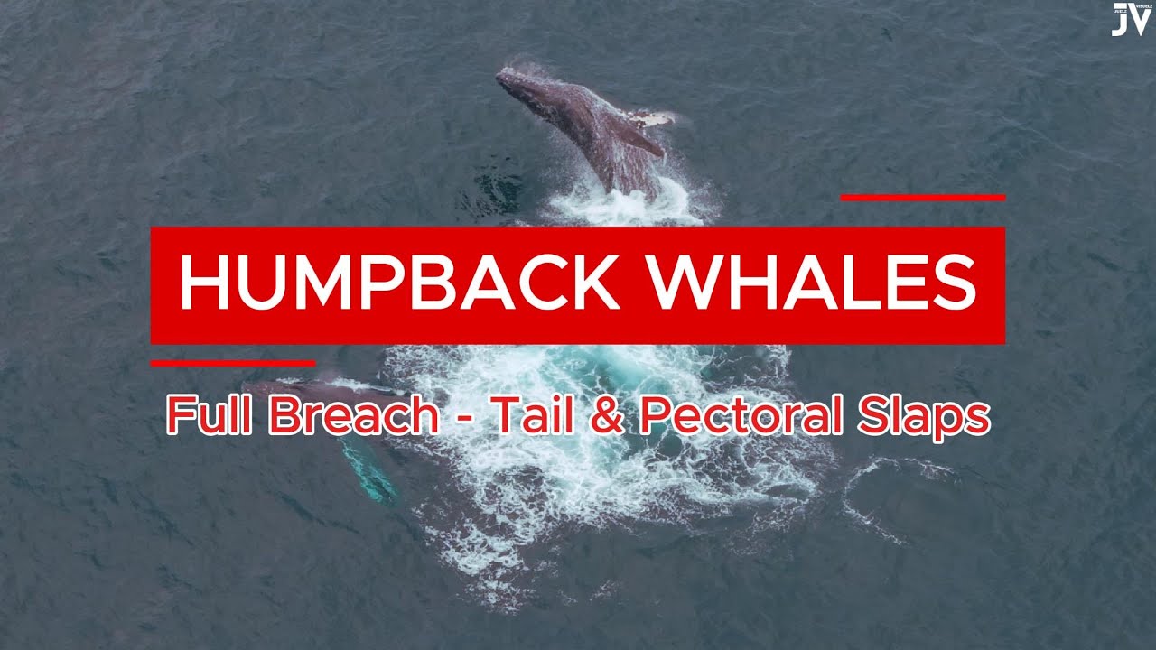 Two Giant Humpback Whales Breach in Sync | Insane Drone Footage off Durban Coast