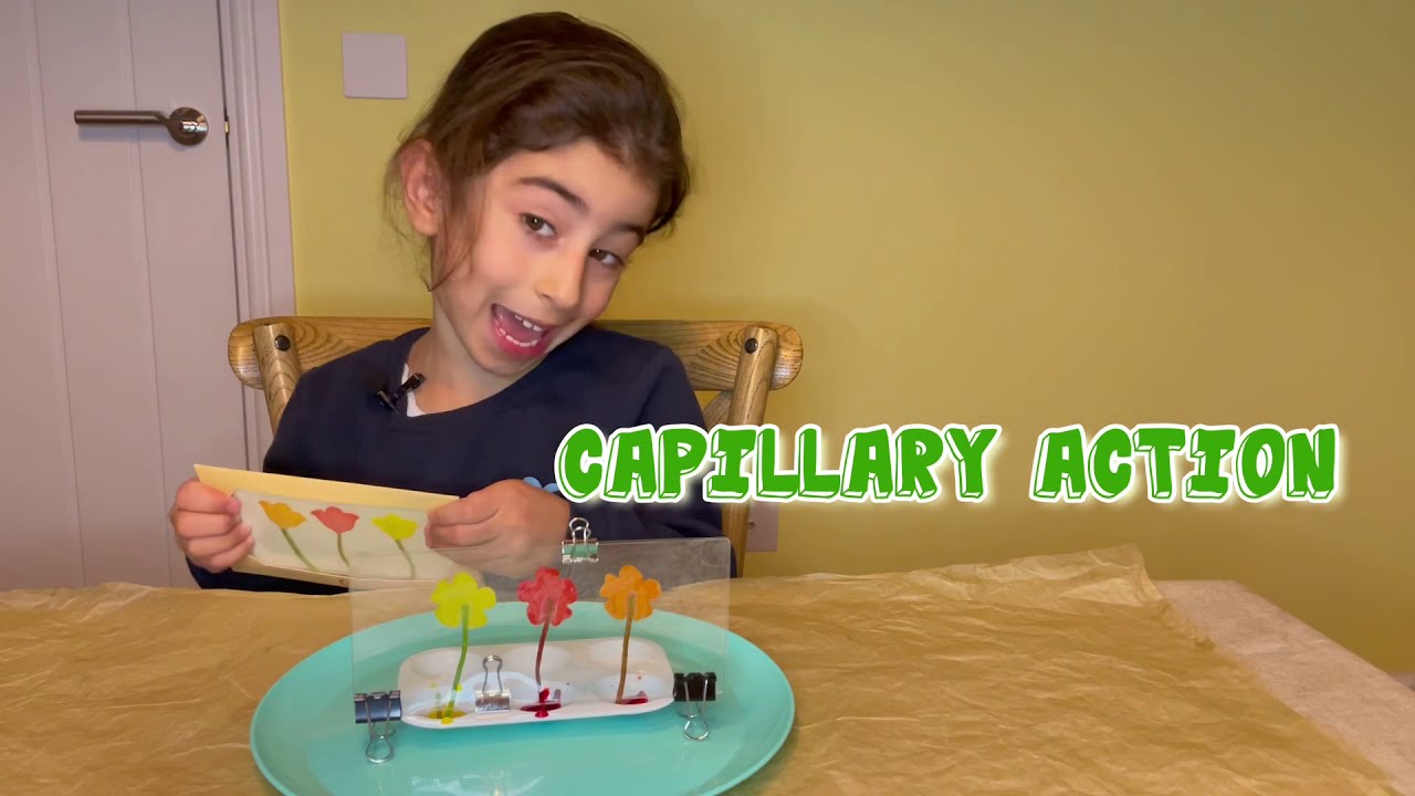 Capillary Action experiment - Flowers Changing colours