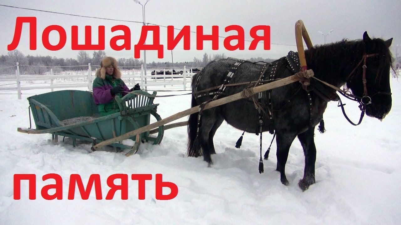 Лошадиная память. Запрягли спустя год после заездки.