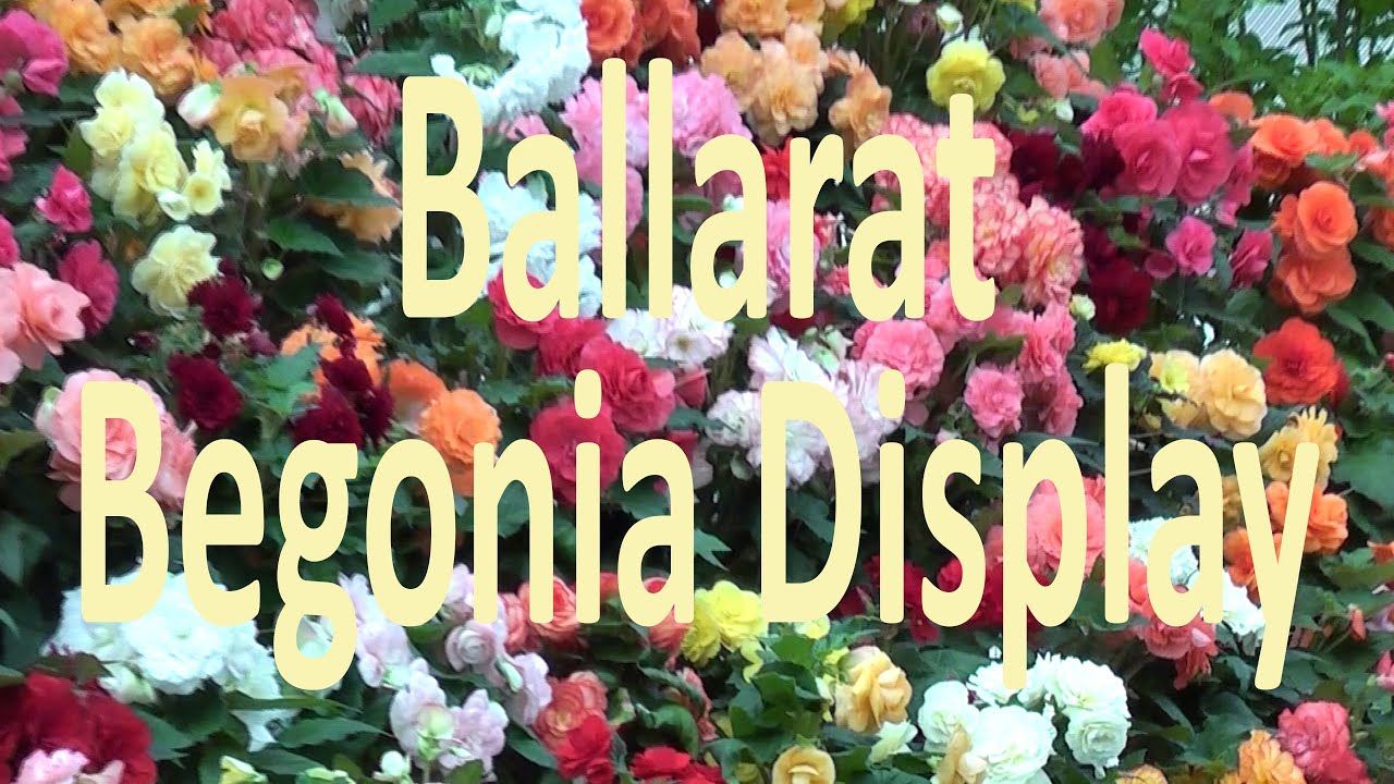 Begonia Flower Display - Ballarat