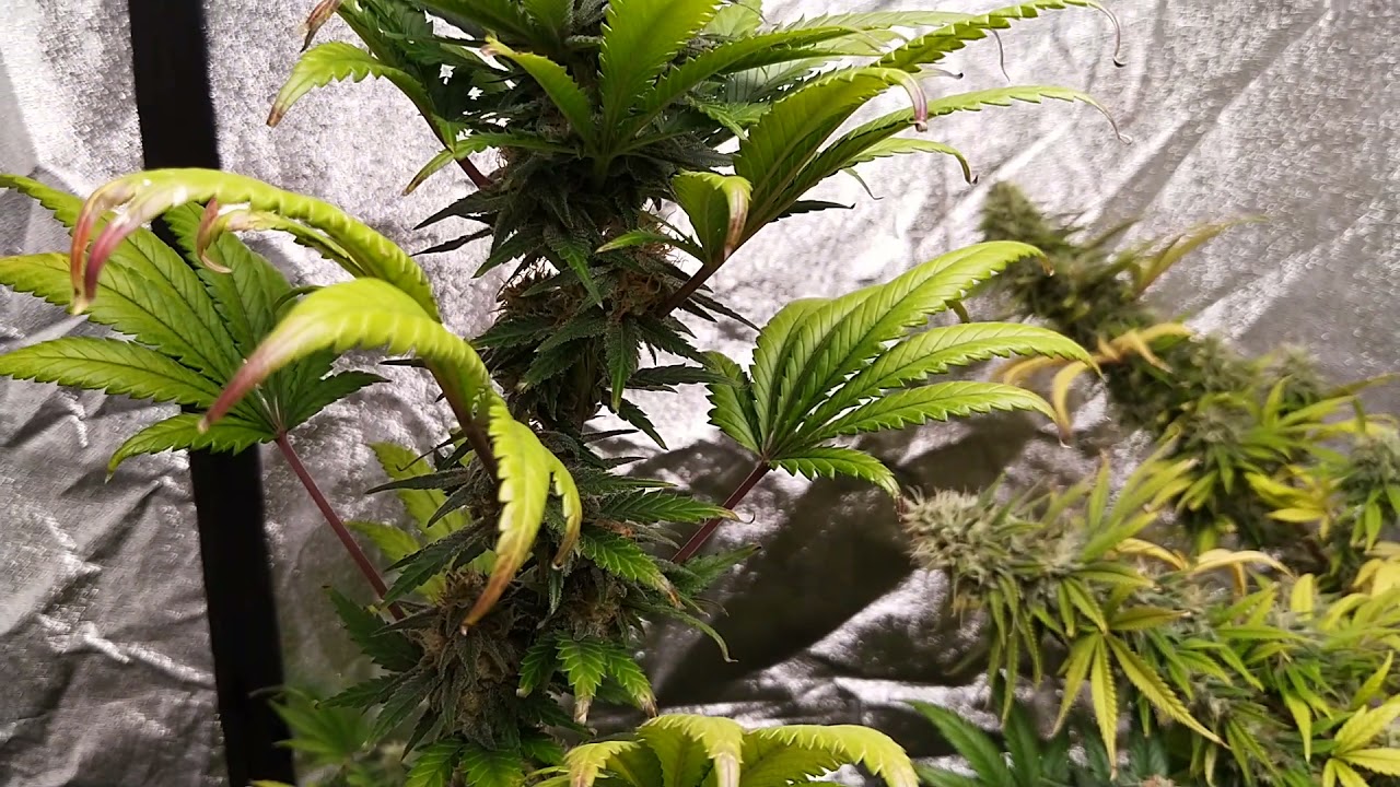 Siberian Haze   Kalashnikov Seeds