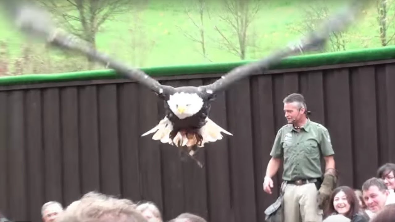 Geniale Greifvogel Flugschau - Vogelpark Steinen im Wiesental