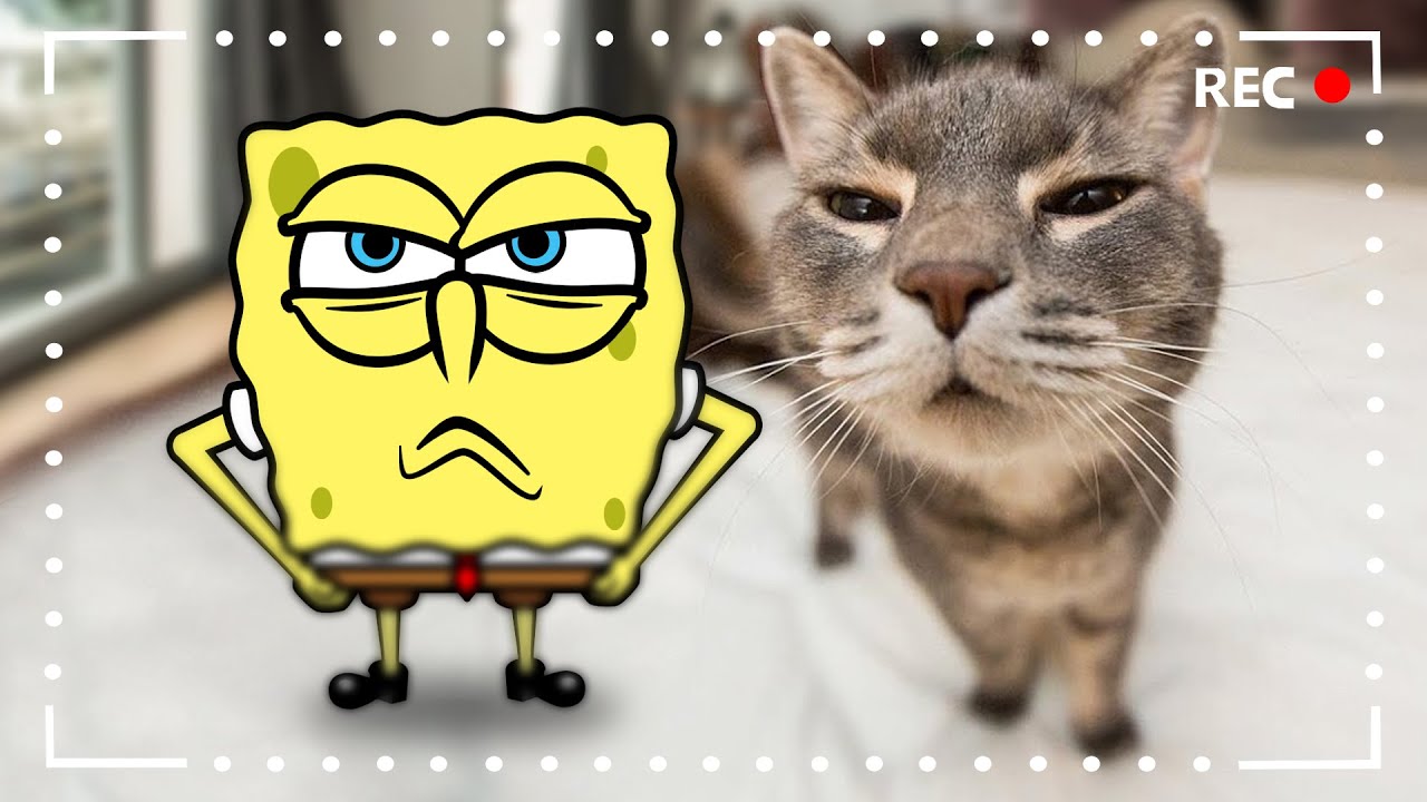 Let's Take a Selfie Together - Funniest Dogs and Cats Videos | Funny Animal Videos 2023
