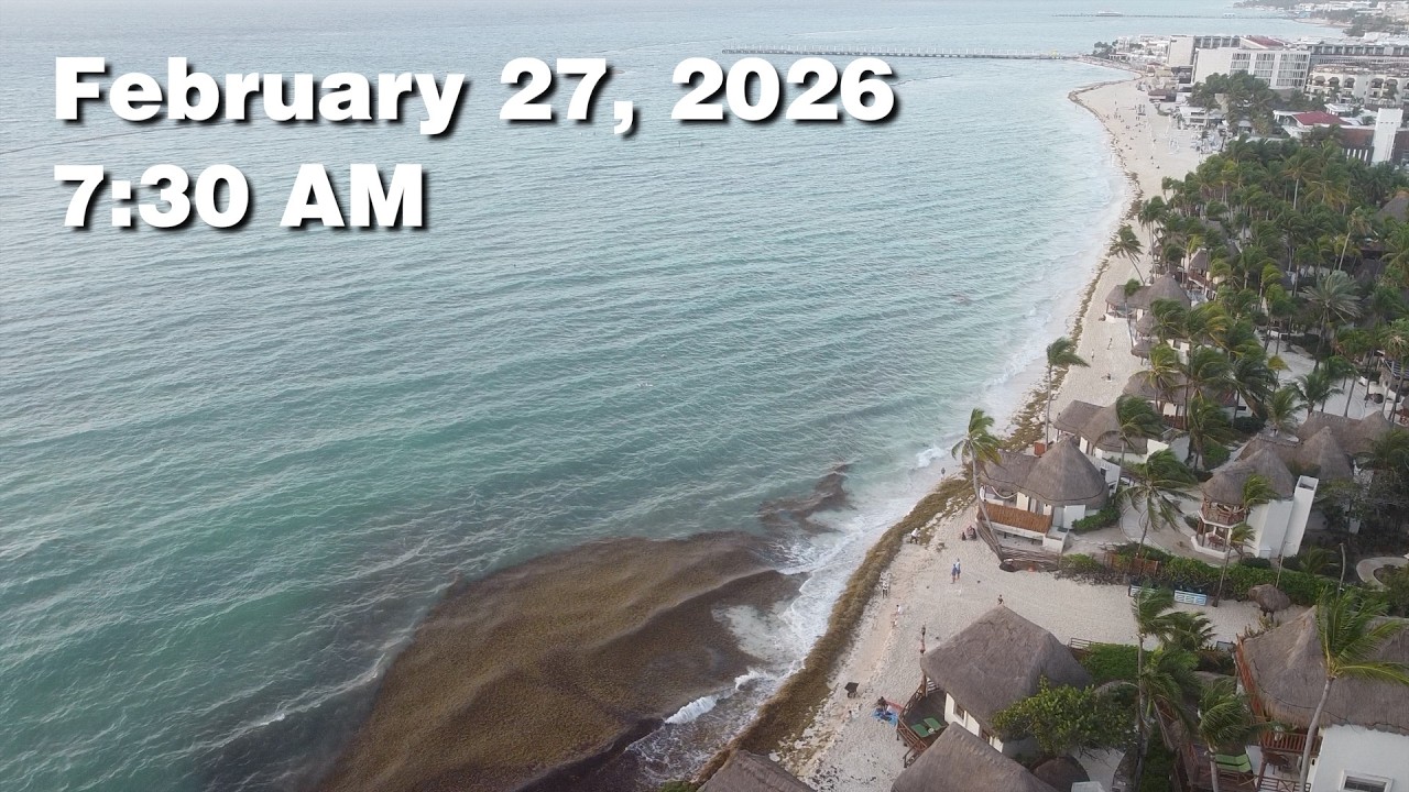 Daily Sargassum Sargasso Seaweed Report at Playa del Carmen, Mexico - February 27, 2026 #sargassum