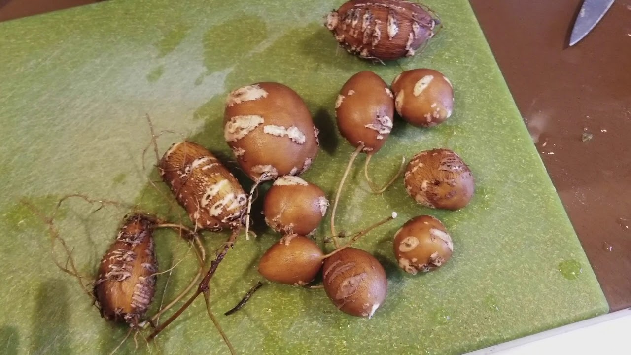 Groundnut, (hopniss) harvest!