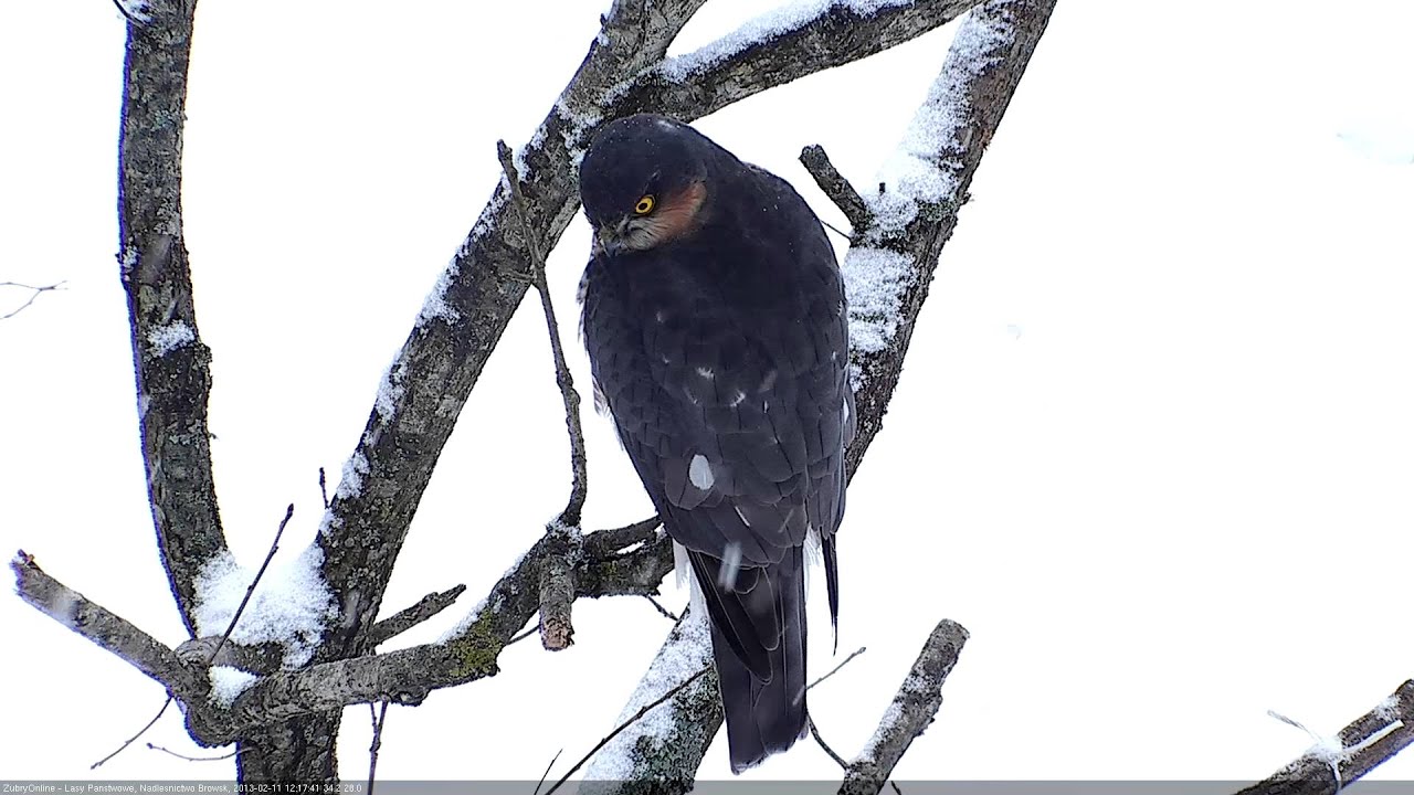 Krogulec, Sparrow Hawk (Accipiter nisus)
