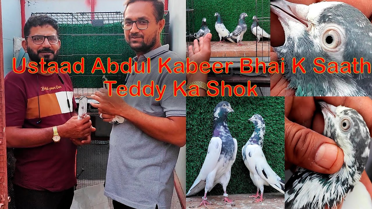 Ustad Abdul Kabeer Bhai K Saath Teddy Kabootaro Ka Shok