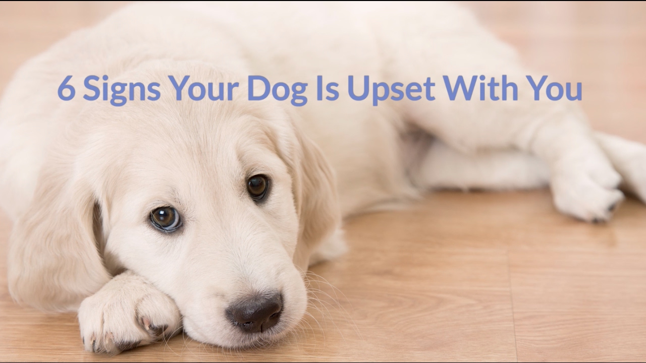 6 Signs Your Dog is Mad At You - Cuteness.com