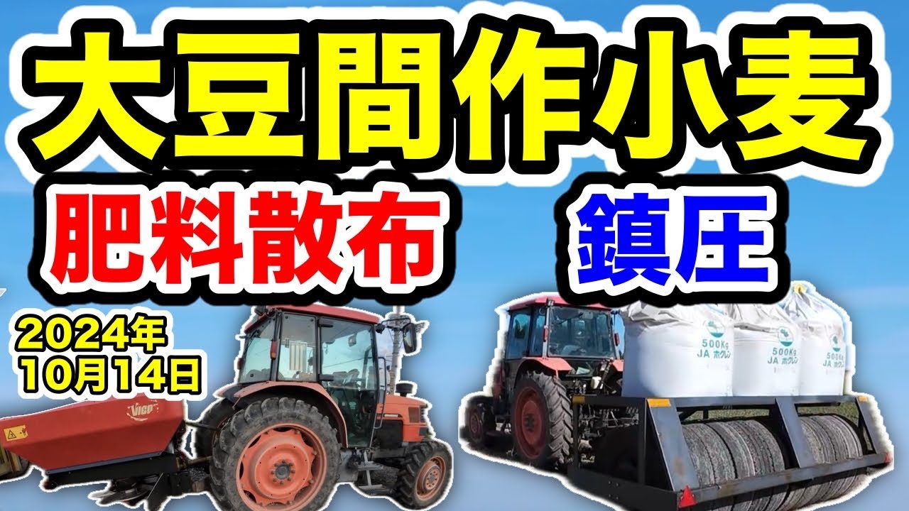 大豆間作小麦に【肥料散布と鎮圧しました】