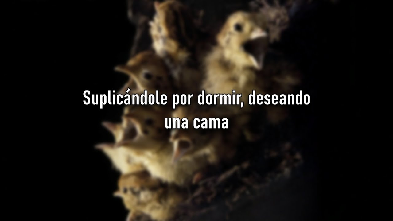 The Bravery - The Spectator (Sub. espa&ntilde;ol)