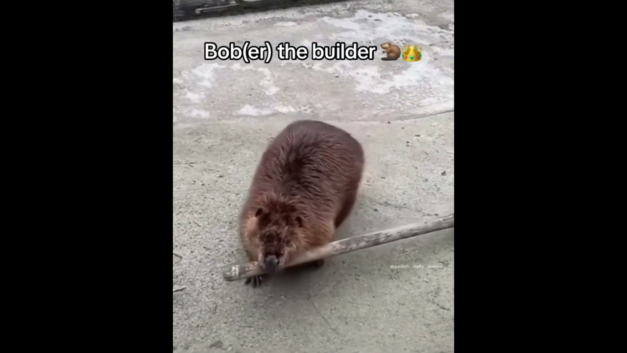 Polish Guy Finds a Chill Beaver with a Stick! 🦫🌿😂